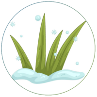 Grass cold
